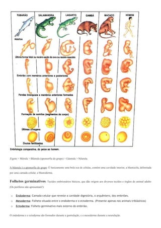 Zigoto > Mórula > Blástula (apomorfia do grupo) > Gástrula > Nêurula.


A blástula é a apomorfia do grupo: É basicamente uma bola oca de células, contém uma cavidade interior, a blastocela, delimitada
por uma camada celular, a blastoderma.


Folhetos germinativos: Tecidos embrionários básicos, que dão origem aos diversos tecidos e órgãos do animal adulto
(Os poríferos não apresentam!):


 o   Endoderma: Camada celular que reveste a cavidade digestória, o arquêntero, dos embriões.
 o   Mesoderma: Folheto situado entre o endoderma e o ectoderma. (Presente apenas nos animais triblásticos)
 o   Ectoderma: Folheto germinativo mais externo do embrião.


O endoderma e o ectoderma são formados durante a gastrulação, e a mesoderme durante a neurulação.
 