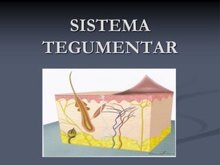 SISTEMA
TEGUMENTAR
 