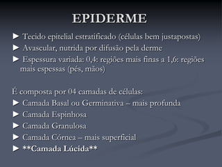 EPIDERME
► Tecido epitelial estratificado (células bem justapostas)
► Avascular, nutrida por difusão pela derme
► Espessura variada: 0,4: regiões mais finas a 1,6: regiões
mais espessas (pés, mãos)
É composta por 04 camadas de células:
► Camada Basal ou Germinativa – mais profunda
► Camada Espinhosa
► Camada Granulosa
► Camada Córnea – mais superficial
► **Camada Lúcida**
 