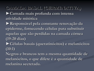 CAMADA BASAL (GERMINATIVA)
►Camada mais profunda com intensa
atividade mitótica
►Responsável pela constante renovação da
epiderme, fornecendo células para substituir
aquelas que são perdidas na camada córnea
(19-20 dias)
►Células basais (queratinócitos) e melanócitos
(10:1)
Negros e brancos tem a mesma quantidade de
melanócitos, o que difere é a quantidade de
melanina secretada.
 