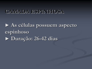 CAMADA ESPINHOSA
► As células possuem aspecto
espinhoso
► Duração: 26-42 dias
 