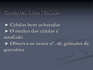 CAMADA GRANULOSA
► Células bem achatadas
► O núcleo das células é
atrofiado
► Observa-se maior nº. de grânulos de
queratina
 