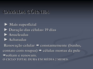CAMADA CÓRNEA
► Mais superficial
► Duração das células: 19 dias
► Anucleadas
► Achatadas
Renovação celular  constantemente (banho,
contato com roupas)  células mortas da pele
soltam e renovam.
O CICLO TOTAL DURA EM MÉDIA 2 MESES.
 