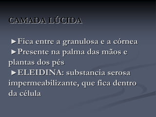 CAMADA LÚCIDA
►Fica entre a granulosa e a córnea
►Presente na palma das mãos e
plantas dos pés
►ELEIDINA: substancia serosa
impermeabilizante, que fica dentro
da célula
 