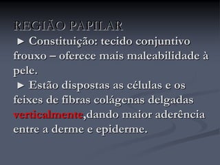 REGIÃO PAPILAR
► Constituição: tecido conjuntivo
frouxo – oferece mais maleabilidade à
pele.
► Estão dispostas as células e os
feixes de fibras colágenas delgadas
verticalmente,dando maior aderência
entre a derme e epiderme.
 