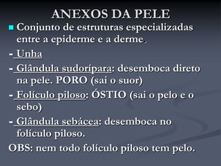 ANEXOS DA PELE
 Conjunto de estruturas especializadas
entre a epiderme e a derme.
 Unha
 Glândula sudorípara: desemboca direto
na pele. PORO (sai o suor)
 Folículo piloso: ÓSTIO (sai o pelo e o
sebo)
 Glândula sebácea: desemboca no
folículo piloso.
OBS: nem todo folículo piloso tem pelo.
 