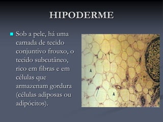 HIPODERME
 Sob a pele, há uma
camada de tecido
conjuntivo frouxo, o
tecido subcutâneo,
rico em fibras e em
células que
armazenam gordura
(células adiposas ou
adipócitos).
 