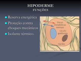 HIPODERME
FUNÇÕES
 Reserva energética
 Proteção contra
choques mecânicos
 Isolante térmico.
 