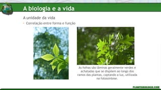 • Correlação entre forma e função
As folhas são lâminas geralmente verdes e
achatadas que se dispõem ao longo dos
ramos das plantas, captando a luz, utilizada
na fotossíntese.
A unidade da vida
A biologia e a vida
 