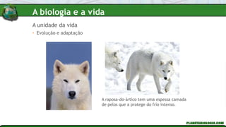 • Evolução e adaptação
A raposa-do-ártico tem uma espessa camada
de pelos que a protege do frio intenso.
A unidade da vida
A biologia e a vida
 