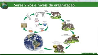 Seres vivos e níveis de organização
 