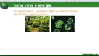 Os produtores — plantas, algas e determinadas
bactérias — autotróficos
Seres vivos e energia
 