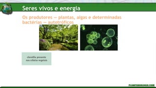 Os produtores — plantas, algas e determinadas
bactérias — autotróficos
Seres vivos e energia
 