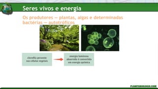 Os produtores — plantas, algas e determinadas
bactérias — autotróficos
Seres vivos e energia
 