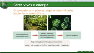 Os produtores — plantas, algas e determinadas
bactérias — autotróficos
Seres vivos e energia
 