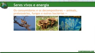 Os consumidores e os decompositores — animais,
protozoários, fungos e outras bactérias —
heterotróficos
Seres vivos e energia
 