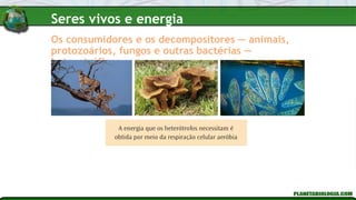 Os consumidores e os decompositores — animais,
protozoários, fungos e outras bactérias —
heterotróficos
Seres vivos e energia
 