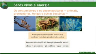 Os consumidores e os decompositores — animais,
protozoários, fungos e outras bactérias —
heterotróficos
Seres vivos e energia
 