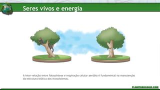 A inter-relação entre fotossíntese e respiração celular aeróbia é fundamental na manutenção
da estrutura biótica dos ecossistemas.
Seres vivos e energia
 