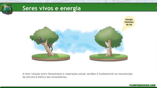 A inter-relação entre fotossíntese e respiração celular aeróbia é fundamental na manutenção
da estrutura biótica dos ecossistemas.
Seres vivos e energia
 