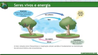 A inter-relação entre fotossíntese e respiração celular aeróbia é fundamental na manutenção
da estrutura biótica dos ecossistemas.
Seres vivos e energia
 