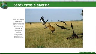 Zebras, leões
e abutres
convivem em
um mesmo
hábitat e
ocupam
nichos
ecológicos
diferentes.
Seres vivos e energia
 