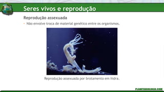 • Não envolve troca de material genético entre os organismos.
Reprodução assexuada
Reprodução assexuada por brotamento em hidra.
Seres vivos e reprodução
 
