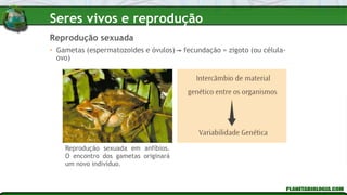 • Gametas (espermatozoides e óvulos) fecundação = zigoto (ou célula-
ovo)
Reprodução sexuada
Reprodução sexuada em anfíbios.
O encontro dos gametas originará
um novo indivíduo.
Seres vivos e reprodução
 
