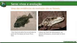 Uma das evidências da evolução são os fósseis.
Cabeça de fóssil de celurossauro, um
pássaro-dinossauro, encontrado no Novo
México.
Este fóssil de peixe foi encontrado na
parte de formação de Green River,
EUA.
Seres vivos e evolução
 