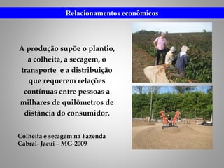 Relacionamentos econômicos
A produção supõe o plantio,
a colheita, a secagem, o
transporte e a distribuição
que requerem relações
contínuas entre pessoas a
milhares de quilômetros de
distância do consumidor.
Colheita e secagem na Fazenda
Cabral- Jacui – MG-2009
 