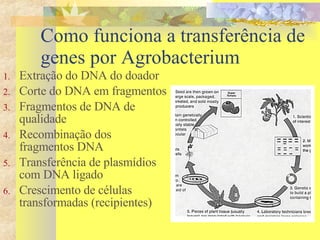 Como funciona a transferência de genes por Agrobacterium  Extração do DNA do doador Corte do DNA em fragmentos Fragmentos de DNA de qualidade Recombinação dos fragmentos DNA  Transferência de plasmídios com DNA ligado Crescimento de células  transformadas (recipientes) 
