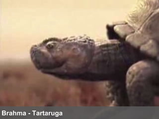 Brahma - Tartaruga 