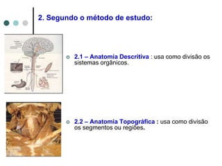  2.1 – Anatomia Descritiva : usa como divisão os
sistemas orgânicos.
 2.2 – Anatomia Topográfica : usa como divisão
os segmentos ou regiões.
2. Segundo o método de estudo:
 
