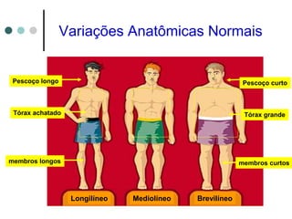 Variações Anatômicas Normais
Longilíneo Brevilíneo
Mediolíneo
Pescoço longo
membros longos
Tórax achatado
Pescoço curto
membros curtos
Tórax grande
 
