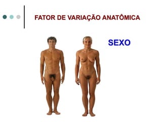 SEXO
FATOR DE VARIAÇÃO ANATÔMICA
 