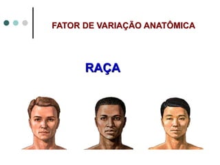 FATOR DE VARIAÇÃO ANATÔMICA
RAÇA
 