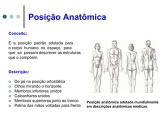 Posição Anatômica
Conceito:
É a posição padrão adotada para
o corpo humano no espaço, para
que se possam descrever as estruturas
que o compõem.
Descrição:
 De pé na posição ortostática
 Olhos mirando o horizonte
 Membros inferiores unidos
 Calcanhares unidos
 Membros superiores junto ao tronco
 Palma das mãos voltadas para frente
Posição anatômica adotada mundialmente
em descrições anatômicas médicas.
 