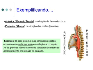 •Anterior / Ventral / Frontal: na direção da frente do corpo.
•Posterior / Dorsal: na direção das costas (traseiro).
Exemplo: O osso esterno e as cartilagens costais
encontram-se anteriormente em relação ao coração.
Já os grandes vasos e a coluna vertebral localizam-se
posteriormente em relação ao coração.
Exemplificando....
 