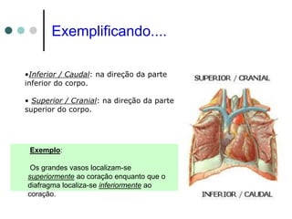 Exemplificando....
•Inferior / Caudal: na direção da parte
inferior do corpo.
• Superior / Cranial: na direção da parte
superior do corpo.
Exemplo:
Os grandes vasos localizam-se
superiormente ao coração enquanto que o
diafragma localiza-se inferiormente ao
coração.
 