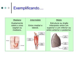 Mediano Intermédio Médio
Exatamente
sobre o eixo
sagital ou
mediano.
Entre medial e
lateral.
Estrutura ou órgão
interposto entre um
superior e um inferior ou
entre anterior e posterior.
Exemplificando....
 