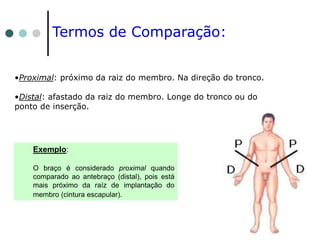 Termos de Comparação:
•Proximal: próximo da raiz do membro. Na direção do tronco.
•Distal: afastado da raiz do membro. Longe do tronco ou do
ponto de inserção.
Exemplo:
O braço é considerado proximal quando
comparado ao antebraço (distal), pois está
mais próximo da raíz de implantação do
membro (cintura escapular).
 