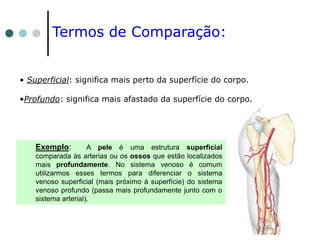 • Superficial: significa mais perto da superfície do corpo.
•Profundo: significa mais afastado da superfície do corpo.
Exemplo: A pele é uma estrutura superficial
comparada às arterias ou os ossos que estão localizados
mais profundamente. No sistema venoso é comum
utilizarmos esses termos para diferenciar o sistema
venoso superficial (mais próximo à superfície) do sistema
venoso profundo (passa mais profundamente junto com o
sistema arterial).
Termos de Comparação:
 