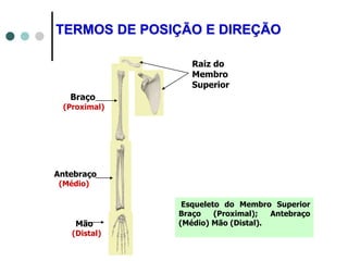 TERMOS DE POSIÇÃO E DIREÇÃO
Raiz do
Membro
Superior
Braço
(Proximal)
Antebraço
(Médio)
Mão
(Distal)
Esqueleto do Membro Superior
Braço (Proximal); Antebraço
(Médio) Mão (Distal).
 