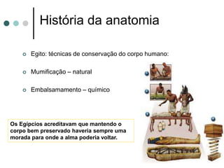 História da anatomia
 Egito: técnicas de conservação do corpo humano:
 Mumificação – natural
 Embalsamamento – químico
Os Egípcios acreditavam que mantendo o
corpo bem preservado haveria sempre uma
morada para onde a alma poderia voltar.
 
