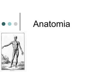 Anatomia
 