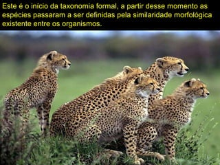 Este é o início da taxonomia formal, a partir desse momento as
espécies passaram a ser definidas pela similaridade morfológica
existente entre os organismos.
 