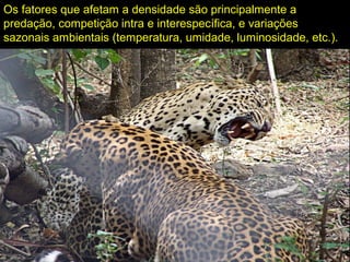 Os fatores que afetam a densidade são principalmente a
predação, competição intra e interespecífica, e variações
sazonais ambientais (temperatura, umidade, luminosidade, etc.).
 