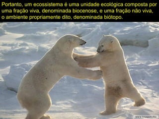 Portanto, um ecossistema é uma unidade ecológica composta por
uma fração viva, denominada biocenose, e uma fração não viva,
o ambiente propriamente dito, denominada biótopo.
 