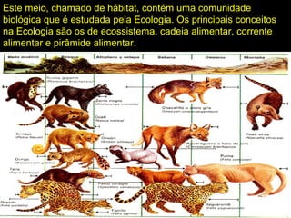 Este meio, chamado de hábitat, contém uma comunidade
biológica que é estudada pela Ecologia. Os principais conceitos
na Ecologia são os de ecossistema, cadeia alimentar, corrente
alimentar e pirâmide alimentar.
 