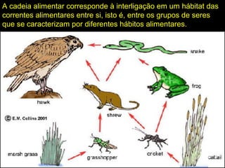 A cadeia alimentar corresponde à interligação em um hábitat das
correntes alimentares entre si, isto é, entre os grupos de seres
que se caracterizam por diferentes hábitos alimentares.
 